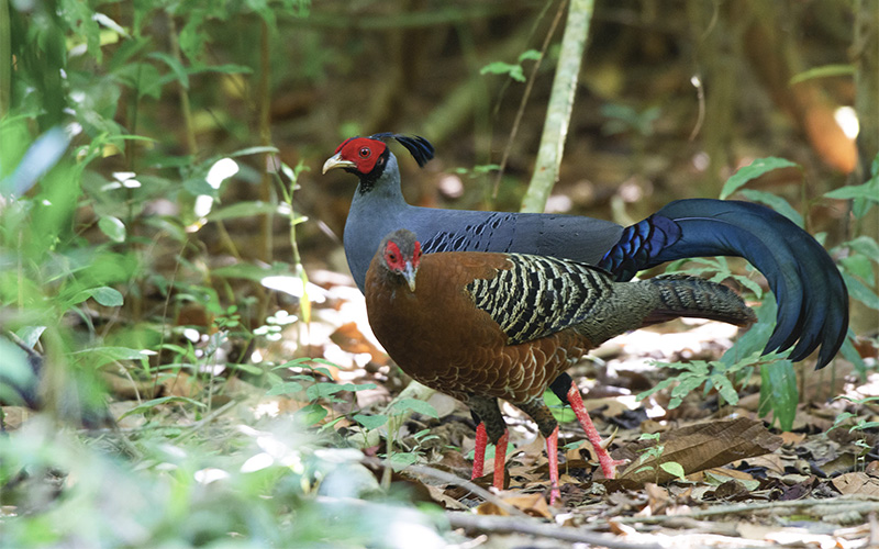 Northern Vietnam Bird Photography Tour 10-Days