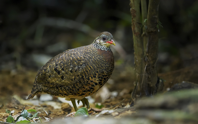 Northern Vietnam Bird Photography Tour 10-Days