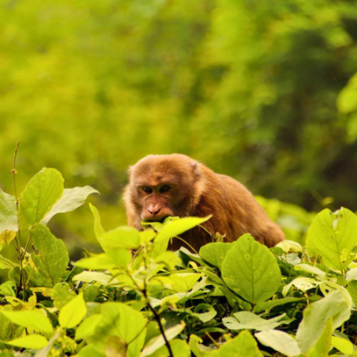 Cuc Phuong National Park Full Day