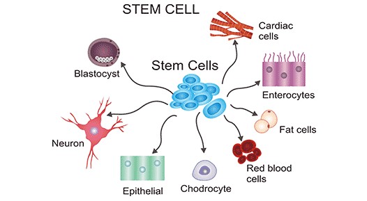 Vietnam Tour Packages combine Stem Cell